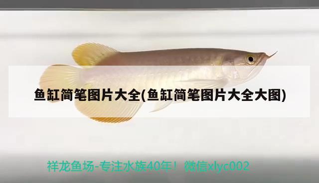 魚(yú)缸簡(jiǎn)筆圖片大全(魚(yú)缸簡(jiǎn)筆圖片大全大圖) 巨骨舌魚(yú)