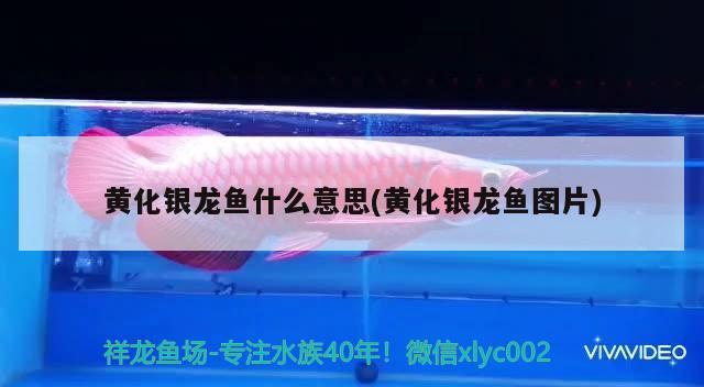 黃化銀龍魚什么意思(黃化銀龍魚圖片)