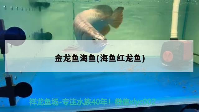 金龍魚海魚(海魚紅龍魚)