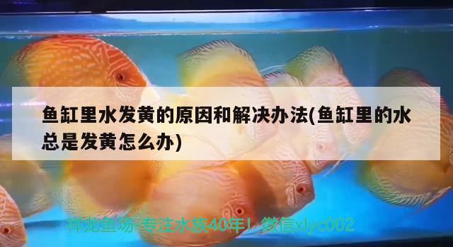 魚缸里水發(fā)黃的原因和解決辦法(魚缸里的水總是發(fā)黃怎么辦) 水草