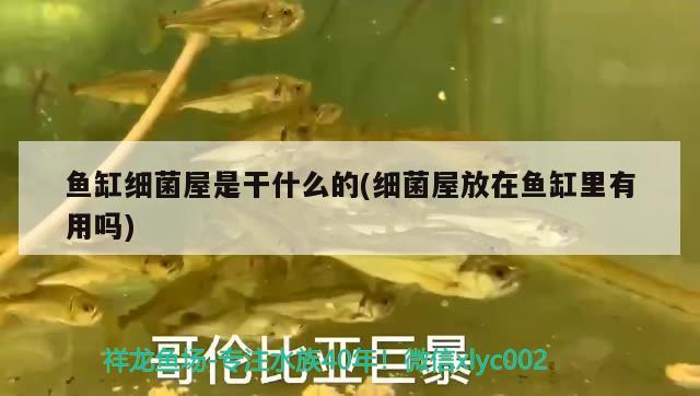 魚缸長青苔原因，魚缸壁上沒有青苔，但是水很綠是咋回事