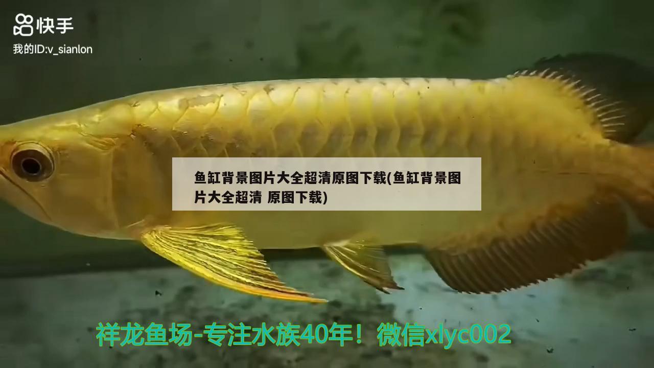 魚缸背景圖片大全超清原圖下載(魚缸背景圖片大全超清原圖下載) 觀賞魚飼料