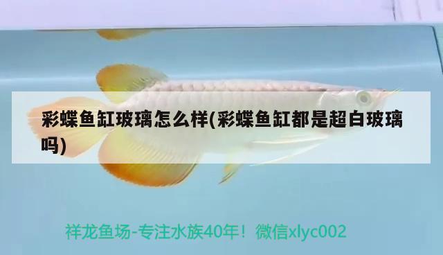 彩蝶魚缸玻璃怎么樣(彩蝶魚缸都是超白玻璃嗎) 觀賞魚魚苗