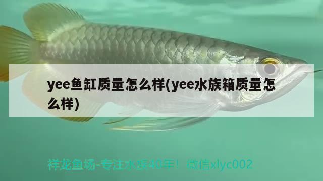 yee魚缸質(zhì)量怎么樣(yee水族箱質(zhì)量怎么樣) yee