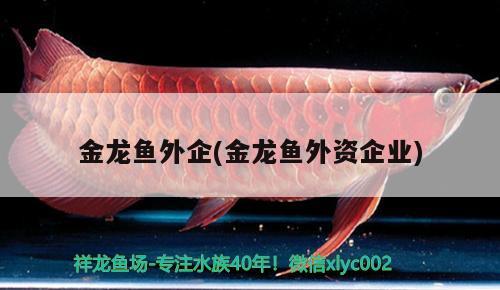 金龍魚外企(金龍魚外資企業(yè)) 巴西亞魚苗