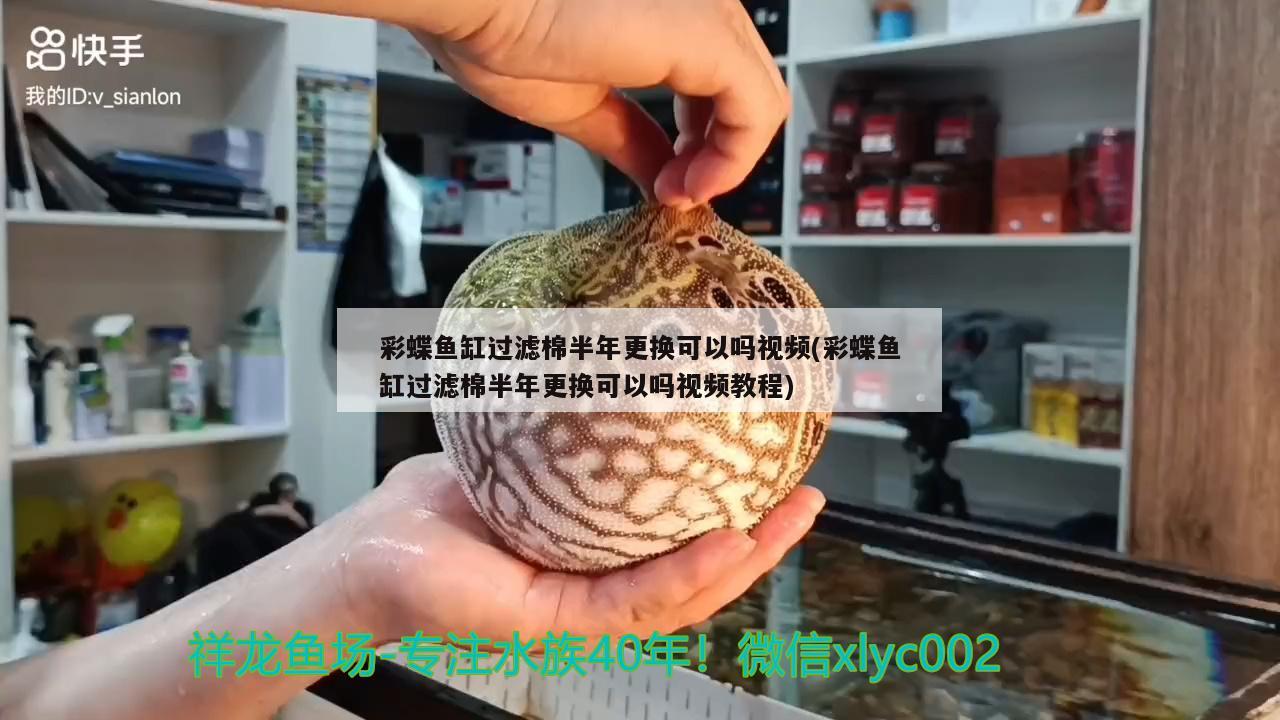 彩蝶魚缸過濾棉半年更換可以嗎視頻(彩蝶魚缸過濾棉半年更換可以嗎視頻教程) 紅魔王銀版魚