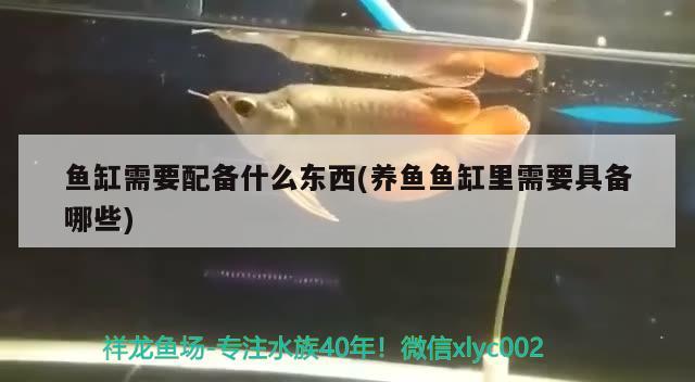 魚缸需要配備什么東西(養(yǎng)魚魚缸里需要具備哪些) 白條過背金龍魚