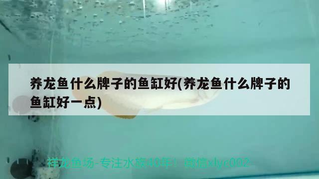 養(yǎng)龍魚什么牌子的魚缸好(養(yǎng)龍魚什么牌子的魚缸好一點)