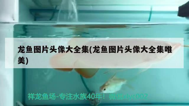 龍魚圖片頭像大全集(龍魚圖片頭像大全集唯美) 水族品牌