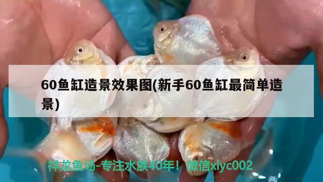 哪個(gè)品牌的魚(yú)缸質(zhì)量好又耐用(那個(gè)品牌的魚(yú)缸好) 魚(yú)缸百科 第2張