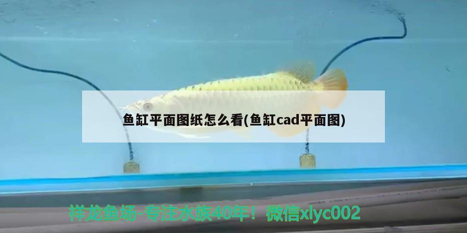 虎皮魚能和什么魚混養(yǎng)？