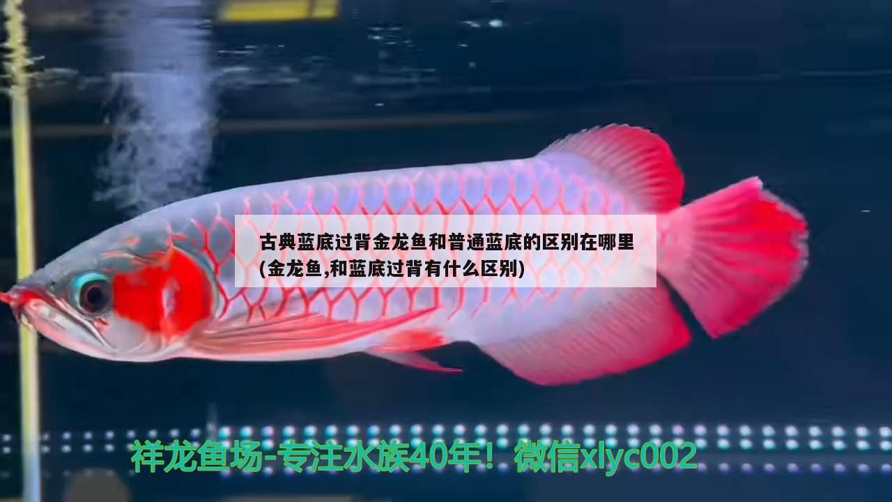 古典藍底過背金龍魚和普通藍底的區(qū)別在哪里(金龍魚,和藍底過背有什么區(qū)別) 過背金龍魚