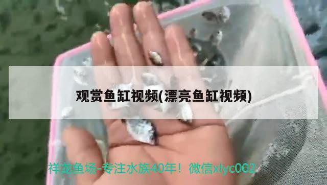 觀賞魚缸視頻(漂亮魚缸視頻) 黃金鴨嘴魚