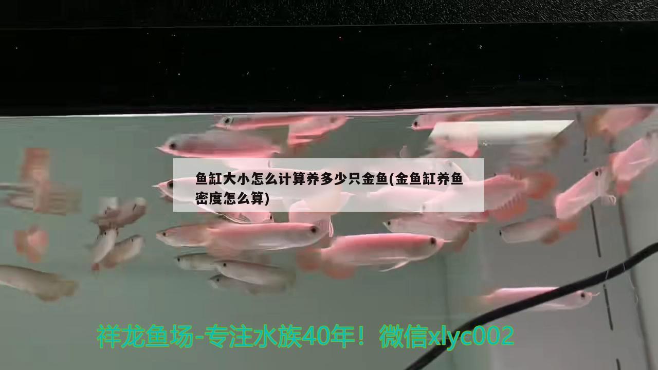 魚缸大小怎么計(jì)算養(yǎng)多少只金魚(金魚缸養(yǎng)魚密度怎么算) 黃鰭鯧魚