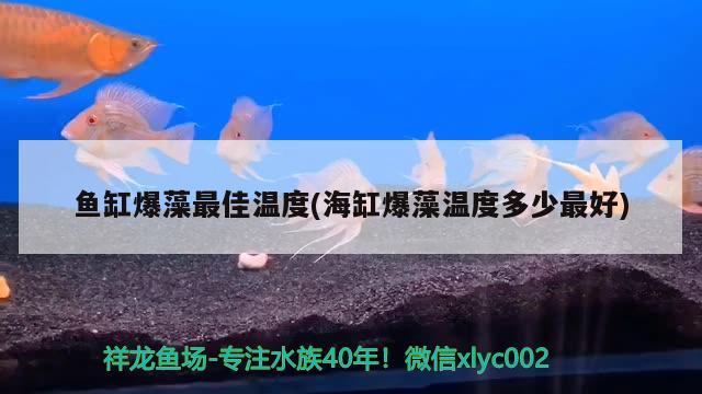 魚缸爆藻最佳溫度(海缸爆藻溫度多少最好)