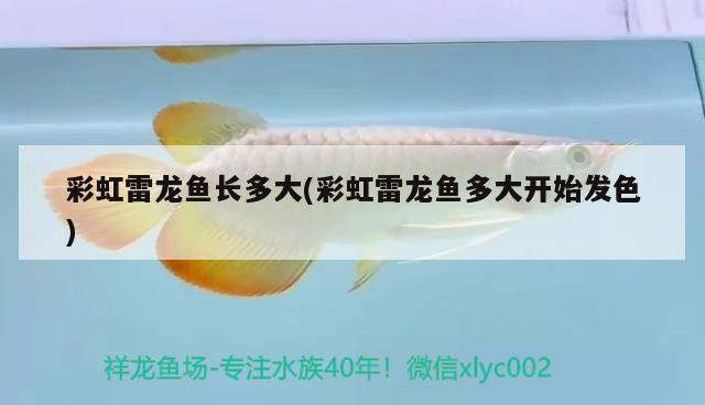 彩虹雷龍魚長(zhǎng)多大(彩虹雷龍魚多大開始發(fā)色)