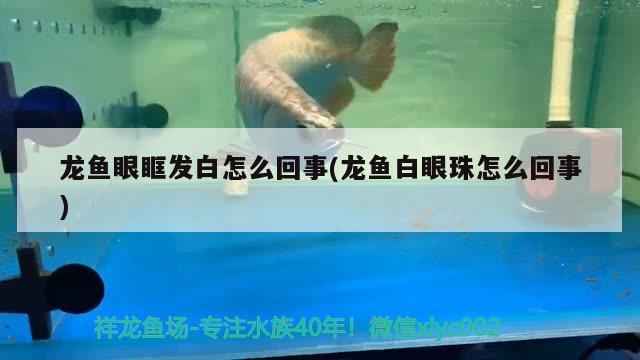 龍魚眼眶發(fā)白怎么回事(龍魚白眼珠怎么回事)