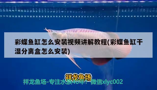 彩蝶魚缸怎么安裝視頻講解教程(彩蝶魚缸干濕分離盒怎么安裝) 紅老虎魚