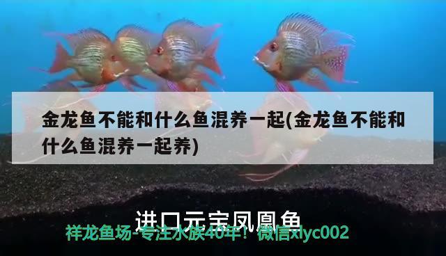 金龍魚不能和什么魚混養(yǎng)一起(金龍魚不能和什么魚混養(yǎng)一起養(yǎng)) 帝王血鉆