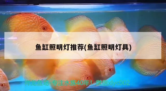 魚缸照明燈推薦(魚缸照明燈具)