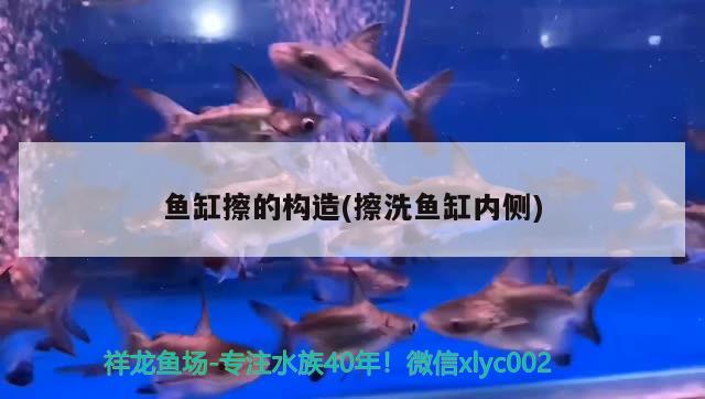 斑馬魚和龍魚能混養(yǎng)嗎圖片對比視頻(曼龍魚跟斑馬魚能混養(yǎng)嗎)