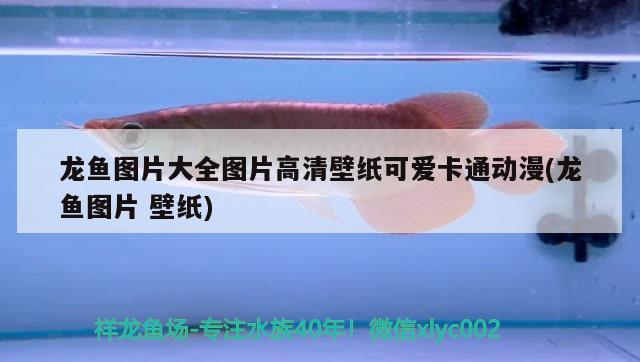 閩江魚缸廠家售后(閩江魚缸廠家售后維修) 黃金斑馬魚