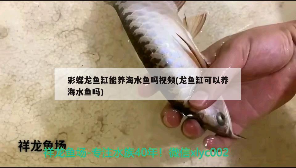 彩蝶龍魚缸能養(yǎng)海水魚嗎視頻(龍魚缸可以養(yǎng)海水魚嗎)