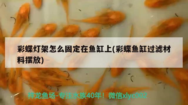 彩蝶燈架怎么固定在魚缸上(彩蝶魚缸過濾材料擺放) 照明器材