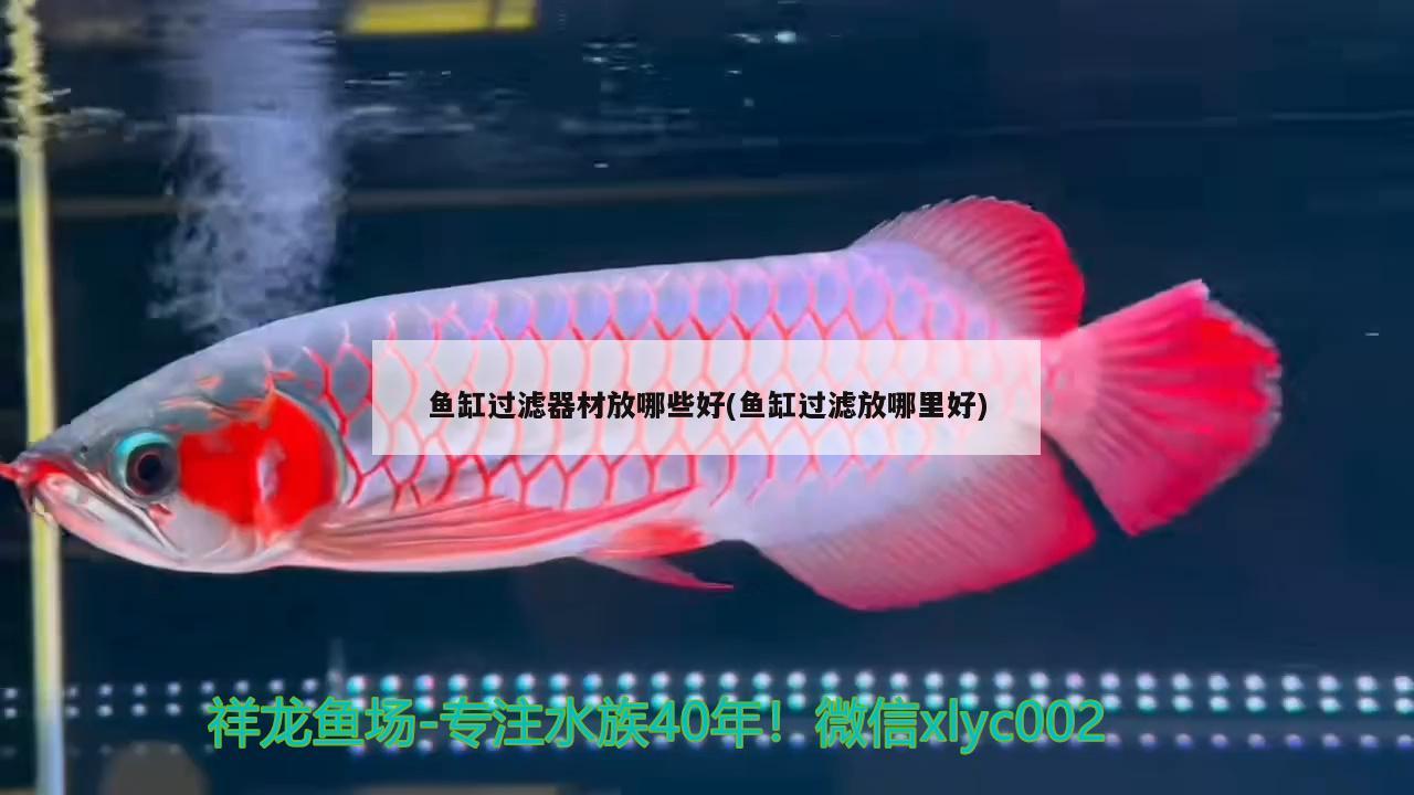 魚缸過濾器材放哪些好(魚缸過濾放哪里好) 帝王血鉆