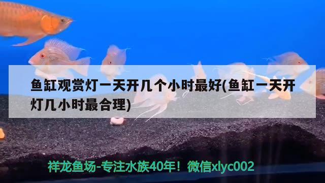 魚缸觀賞燈一天開幾個小時最好(魚缸一天開燈幾小時最合理) 黑桃A魚