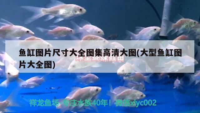 魚缸圖片尺寸大全圖集高清大圖(大型魚缸圖片大全圖)