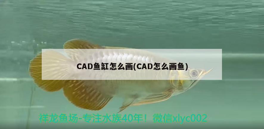 CAD魚缸怎么畫(CAD怎么畫魚) 帝王血鉆魚