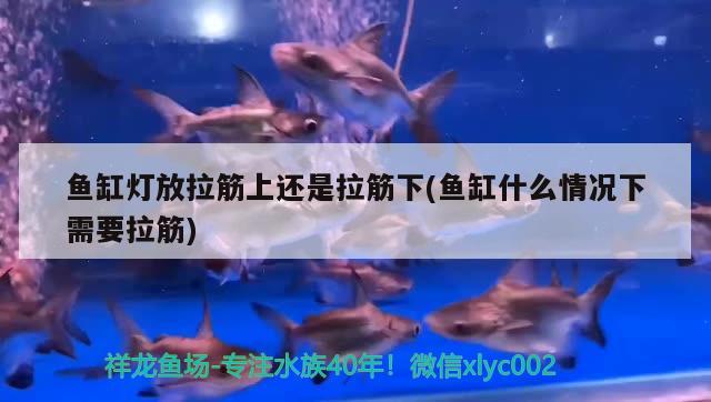 魚缸燈放拉筋上還是拉筋下(魚缸什么情況下需要拉筋) 黃金達(dá)摩魚