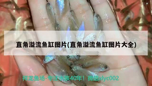 水質(zhì)清澈魚狀態(tài)好