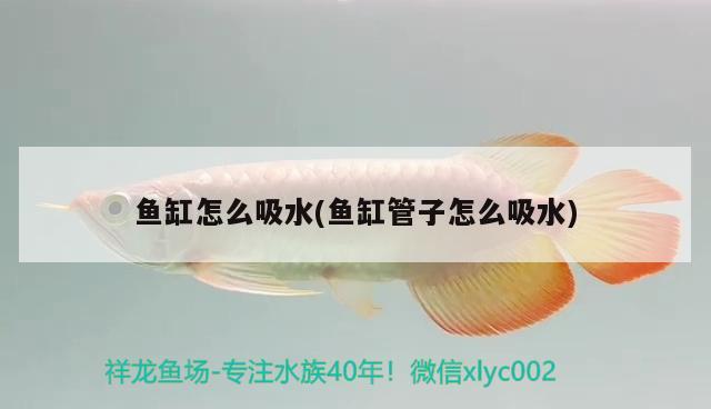 福建水族批發(fā)市場有哪些品種蝦類常見品種蝦類，福建水族批發(fā)市場有哪些品種蝦及福建水族批發(fā)市場