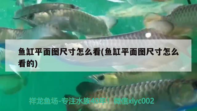 魚缸里燈光(魚缸里燈光起什么作用) 白化火箭魚