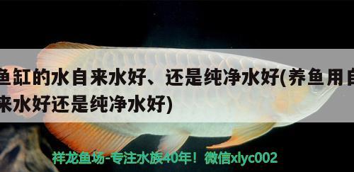 魚缸的水自來水好、還是純凈水好(養(yǎng)魚用自來水好還是純凈水好) 豹紋夫魚苗