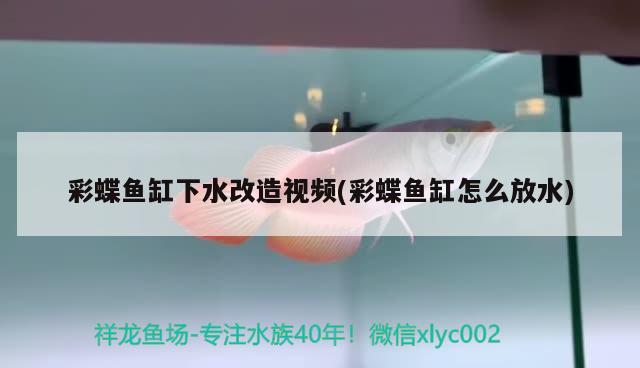 紅龍魚25長到30需要多久(龍魚長到45需要多少時(shí)間) 招財(cái)戰(zhàn)船魚