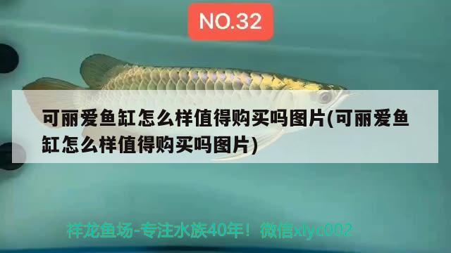 可麗愛魚缸怎么樣值得購買嗎圖片(可麗愛魚缸怎么樣值得購買嗎圖片) 皇冠黑白魟魚