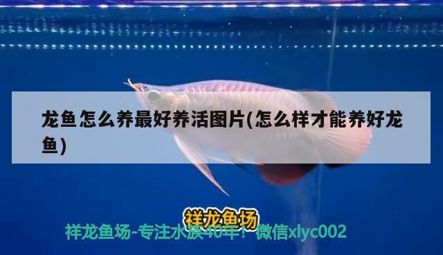 和尚魚(yú)能長(zhǎng)多大：和尚魚(yú)多大起頭