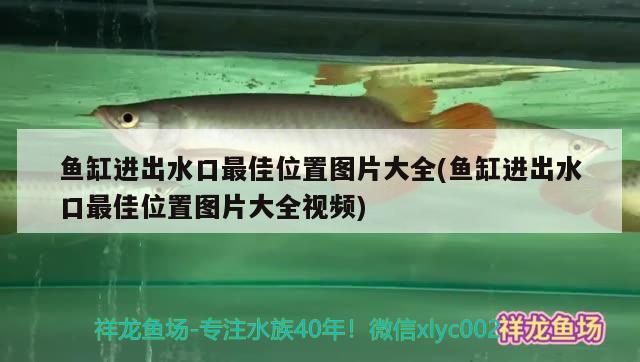 魚缸進(jìn)出水口最佳位置圖片大全(魚缸進(jìn)出水口最佳位置圖片大全視頻) 紅龍福龍魚