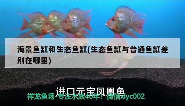 海景魚缸和生態(tài)魚缸(生態(tài)魚缸與普通魚缸差別在哪里)