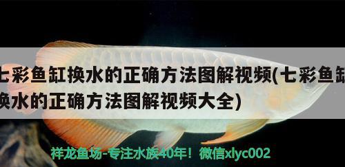 七彩魚缸換水的正確方法圖解視頻(七彩魚缸換水的正確方法圖解視頻大全) 野彩魚