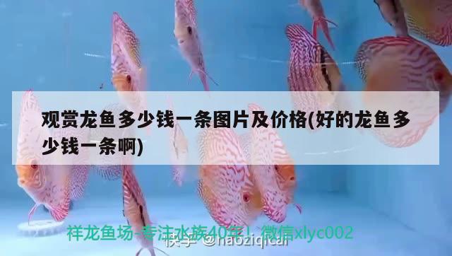 觀賞龍魚(yú)多少錢(qián)一條圖片及價(jià)格(好的龍魚(yú)多少錢(qián)一條啊) 慈雕魚(yú)