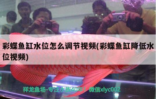 彩蝶魚缸水位怎么調(diào)節(jié)視頻(彩蝶魚缸降低水位視頻)