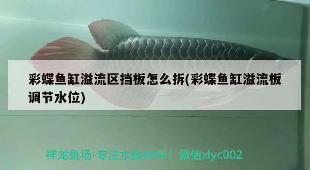 彩蝶魚缸溢流區(qū)擋板怎么拆(彩蝶魚缸溢流板調(diào)節(jié)水位) 廣州觀賞魚批發(fā)市場(chǎng)