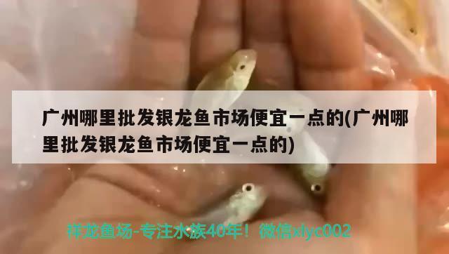 廣州哪里批發(fā)銀龍魚市場便宜一點的(廣州哪里批發(fā)銀龍魚市場便宜一點的) 銀龍魚