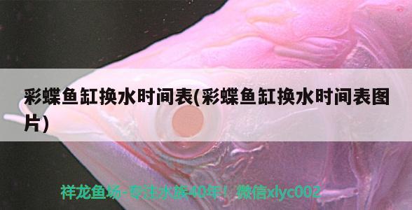 彩蝶魚缸換水時間表(彩蝶魚缸換水時間表圖片) 薩伊藍魚