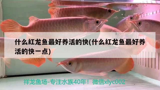 什么紅龍魚最好養(yǎng)活的快(什么紅龍魚最好養(yǎng)活的快一點)