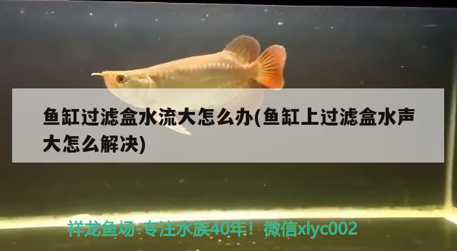 魚缸過濾盒水流大怎么辦(魚缸上過濾盒水聲大怎么解決) 熱帶魚魚苗批發(fā)